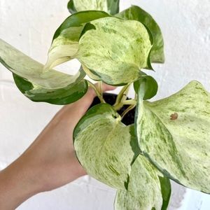 ‼️SOLD‼️ Manjula pothos